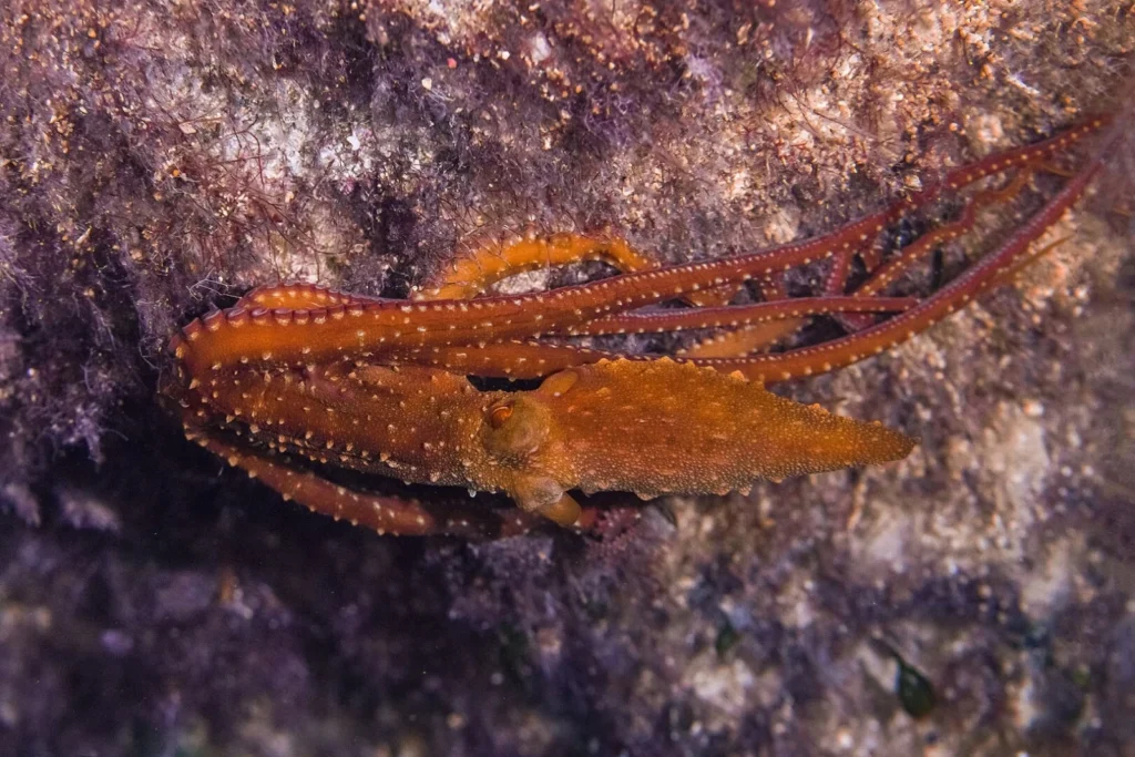 Marine Life: Snorkel to spot octopuses.