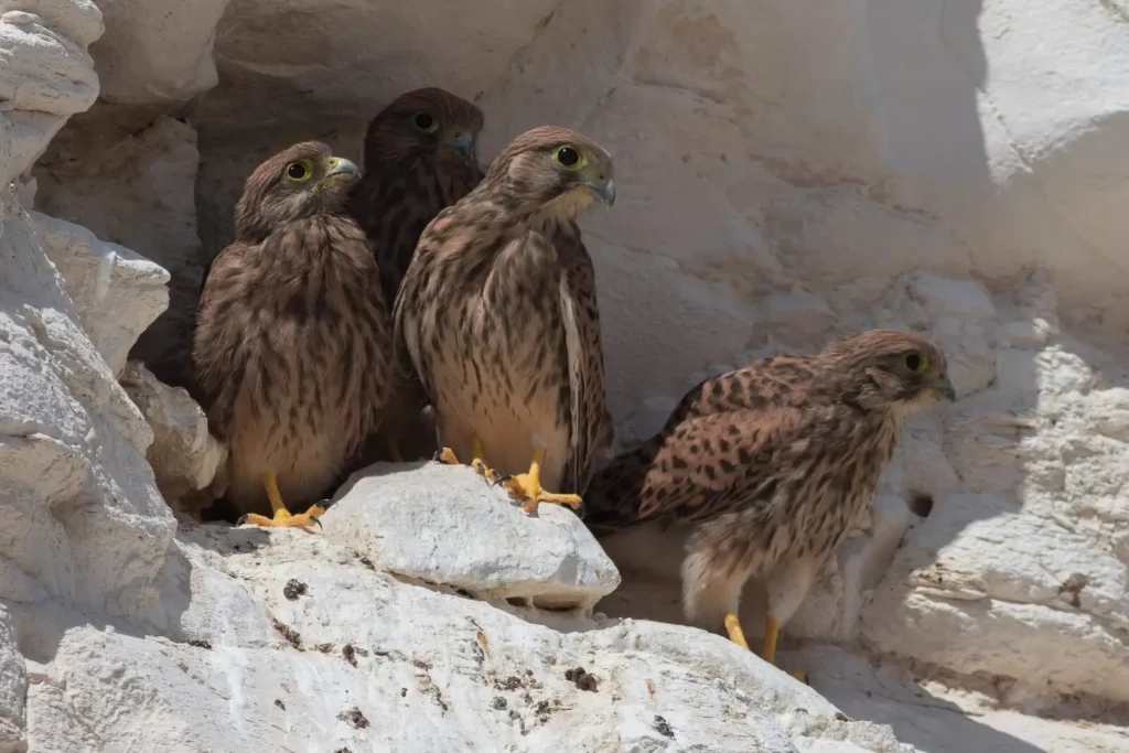 Peregrine Falcons: Nesting in the cliffs.