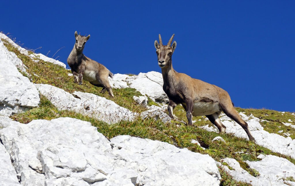 Alpine Ibex-Italy