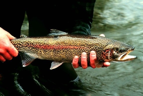 Fish: Trout and perch for anglers.