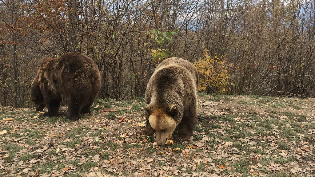 Kuterevo Bear Sanctuary: Where Conservation Lives