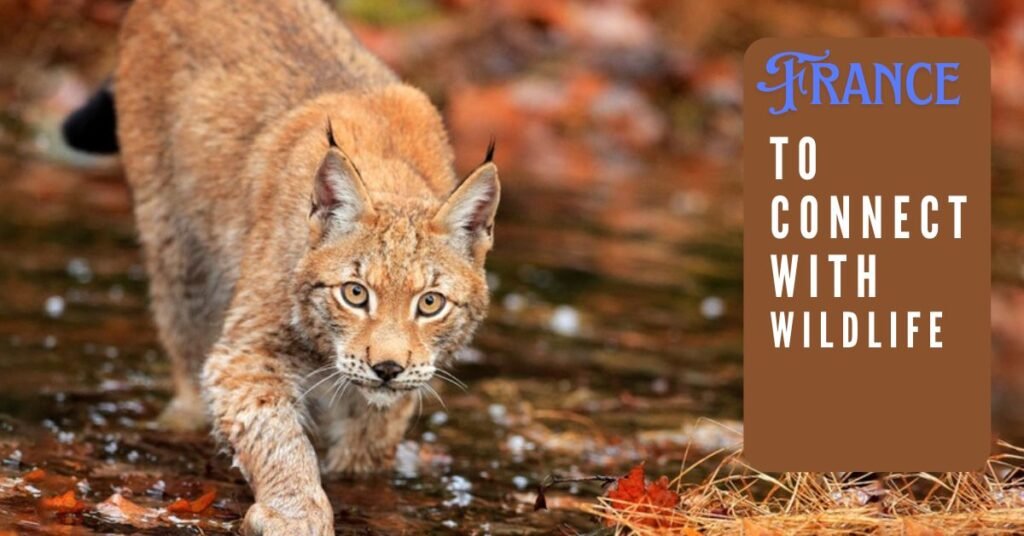 Nature and Wildlife of France