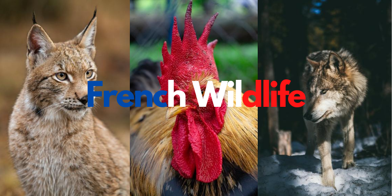 Nature and Wildlife of France
