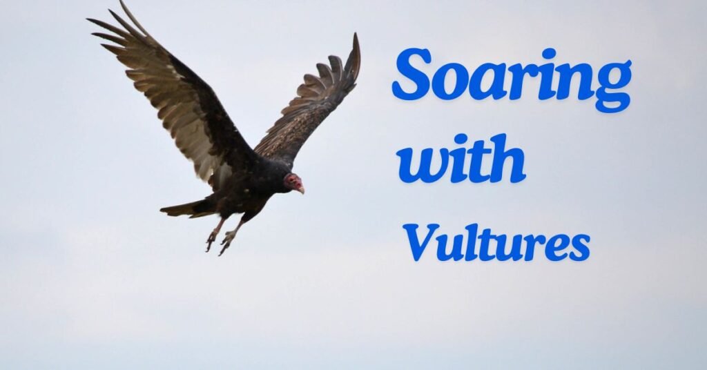 Beli Visitor Center: Soaring with Vultures