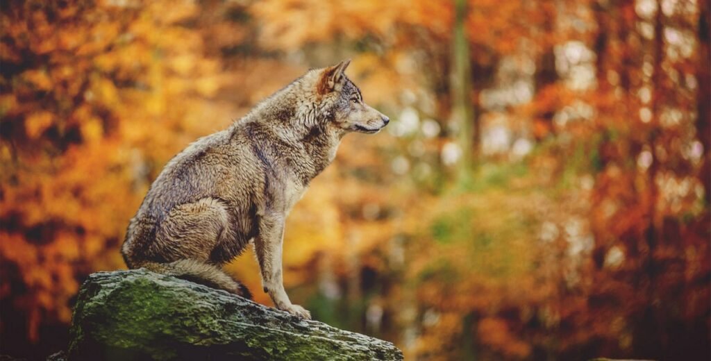 The Vosges – Forests, Wolves, and Quiet Wonders