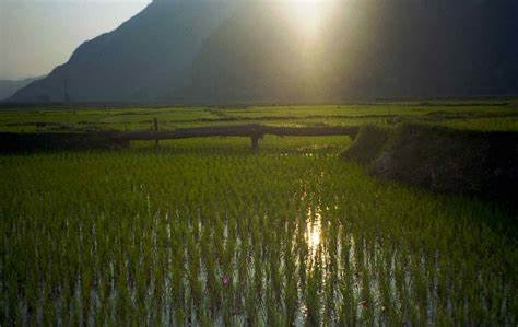  rice fields