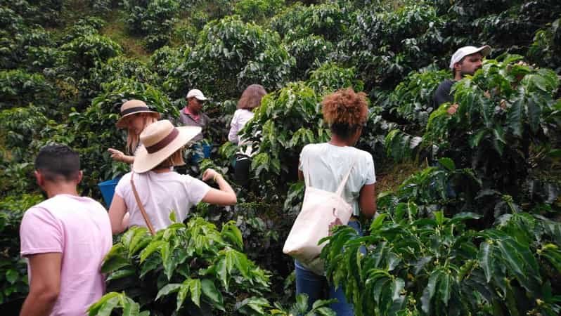traditional coffee finca - Colombia