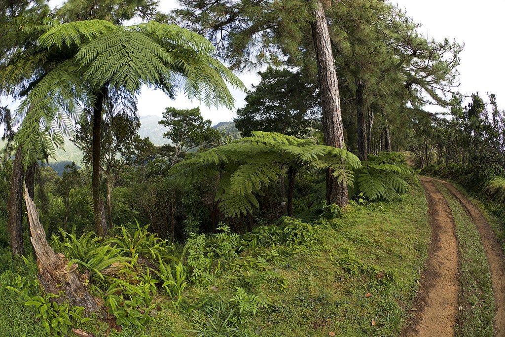 The Black River Gorges National Park