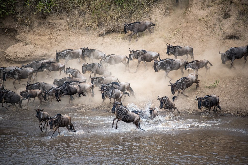 thousands of wildebeest charge across the Mara River - Tanzania