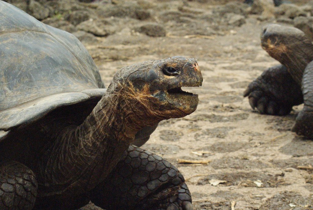 children can spot tortoises -  West Coast National Park in South Africa