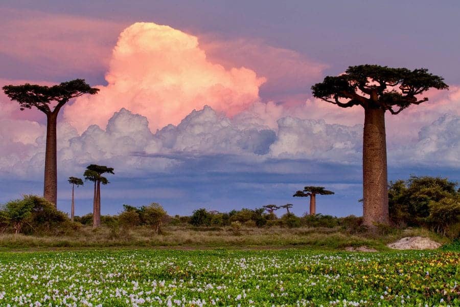 Africa