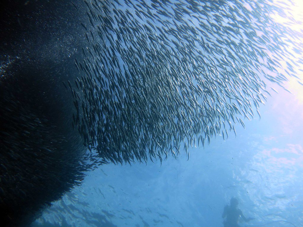 In Moalboal, Cebu, silver fish