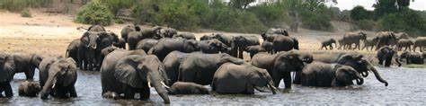 A family of elephants drinks peacefully at the water