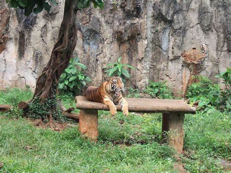 ragunan zoo jakarta