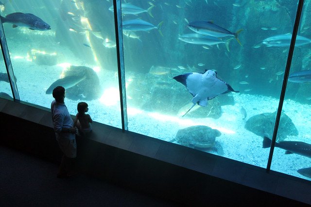 The Two Oceans Aquarium at the V&A