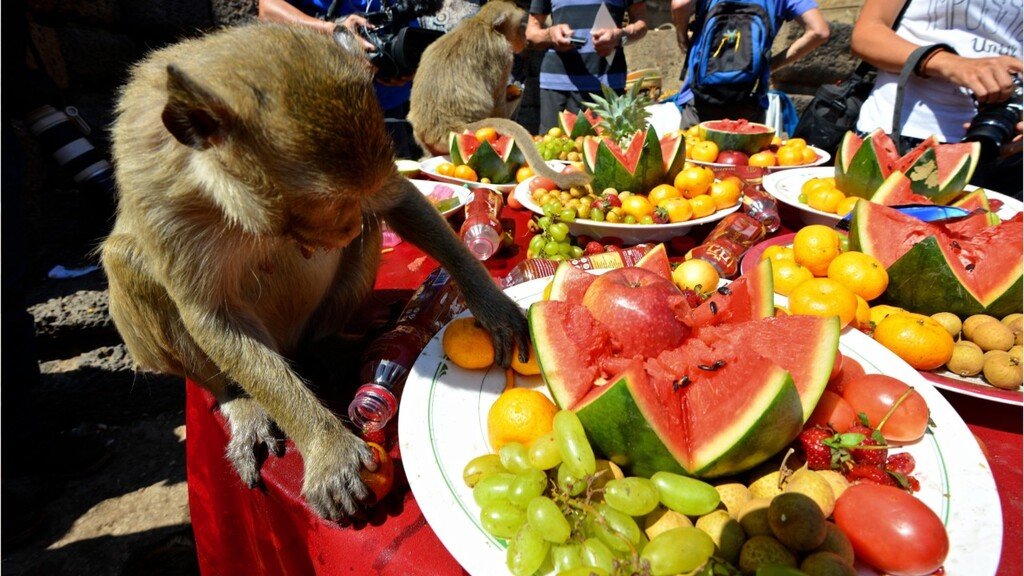  annual Monkey Buffet Festival in Thailand