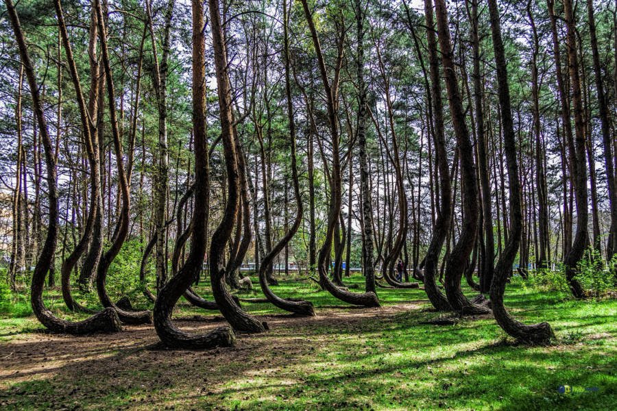  Poland's Crooked Forest.