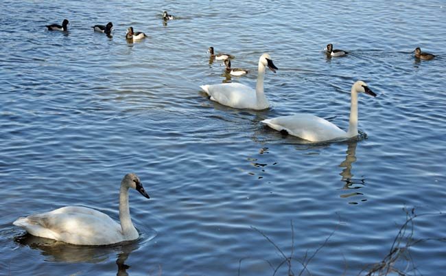 lake and swans glide by - Konstanz