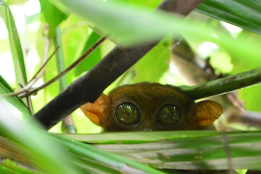 the wide-eyed tarsiers