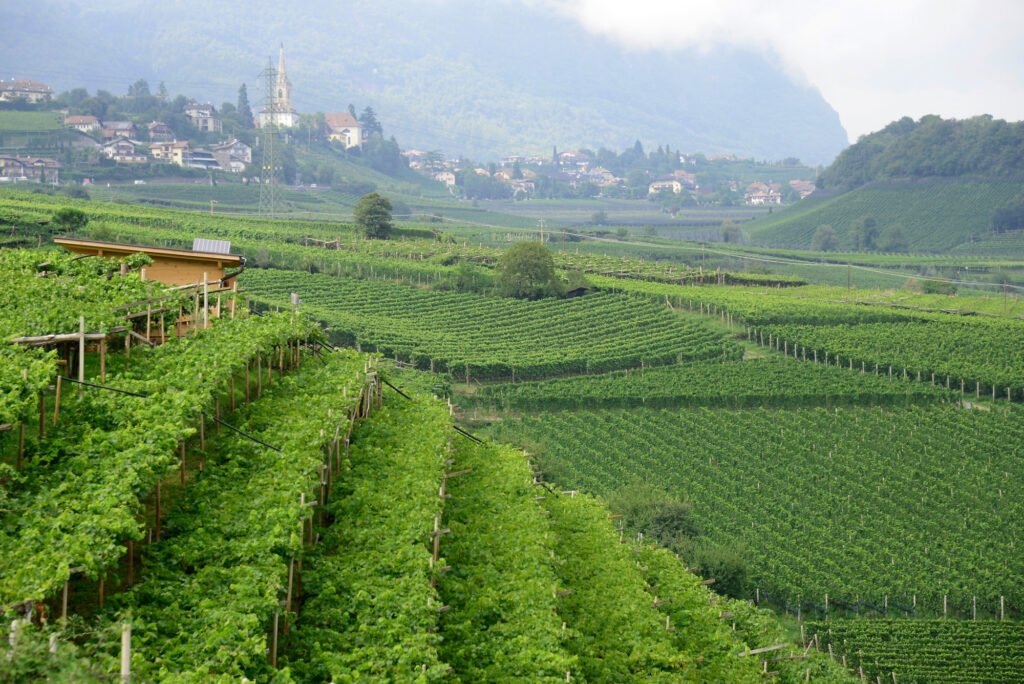 vineyards