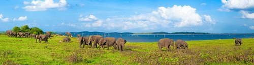  Kaudulla National Park – Where Wildlife Meets Serenity