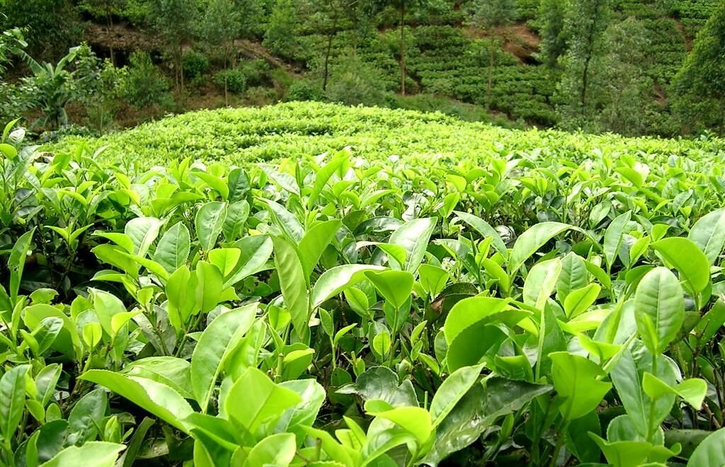 Maskeliya – Tea Country Beyond Ella