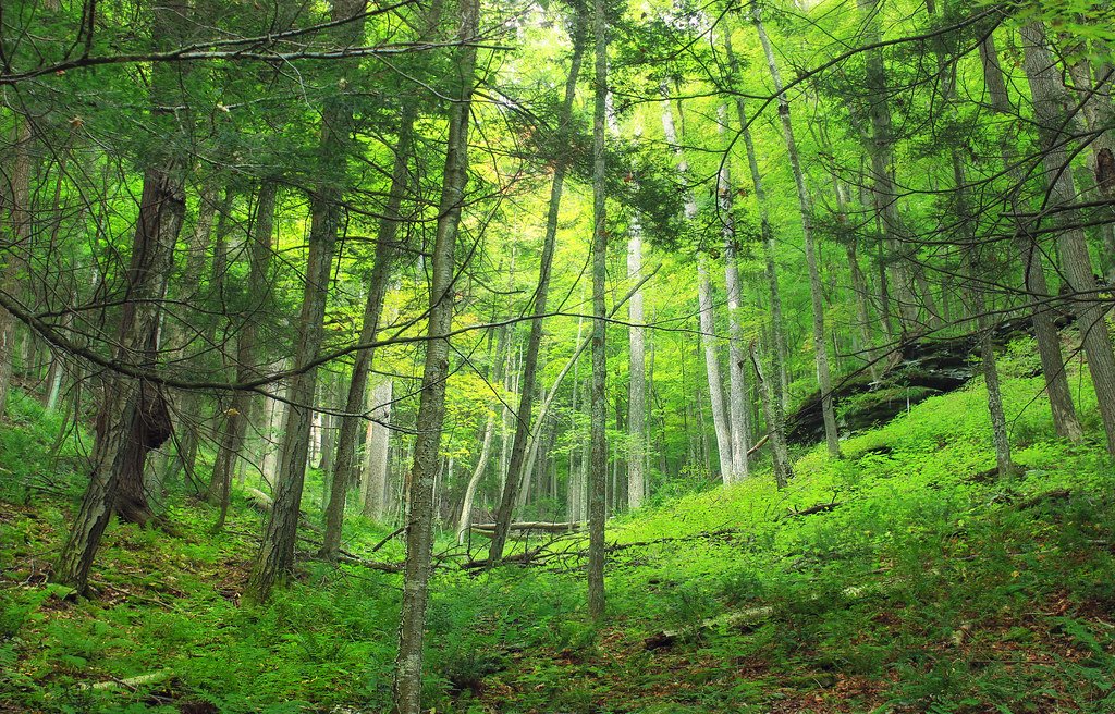 Black Forest: Nature's Romantic Sanctuary