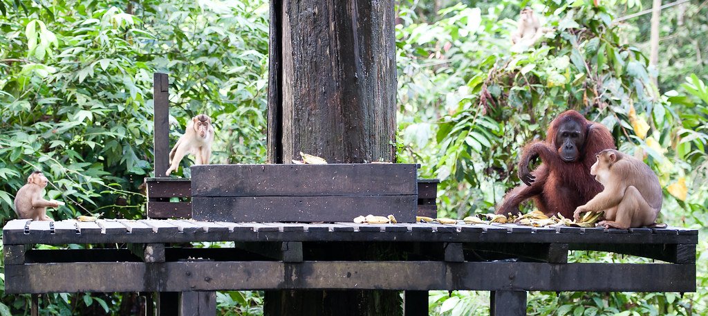 Orangutan sanctuary  in Sepilok
