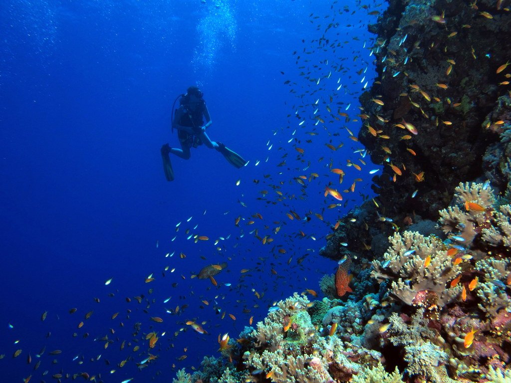 Diving and snorkeling in the Red Sea