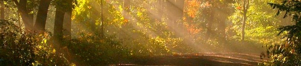 Bibile Forest – A Healing Jungle