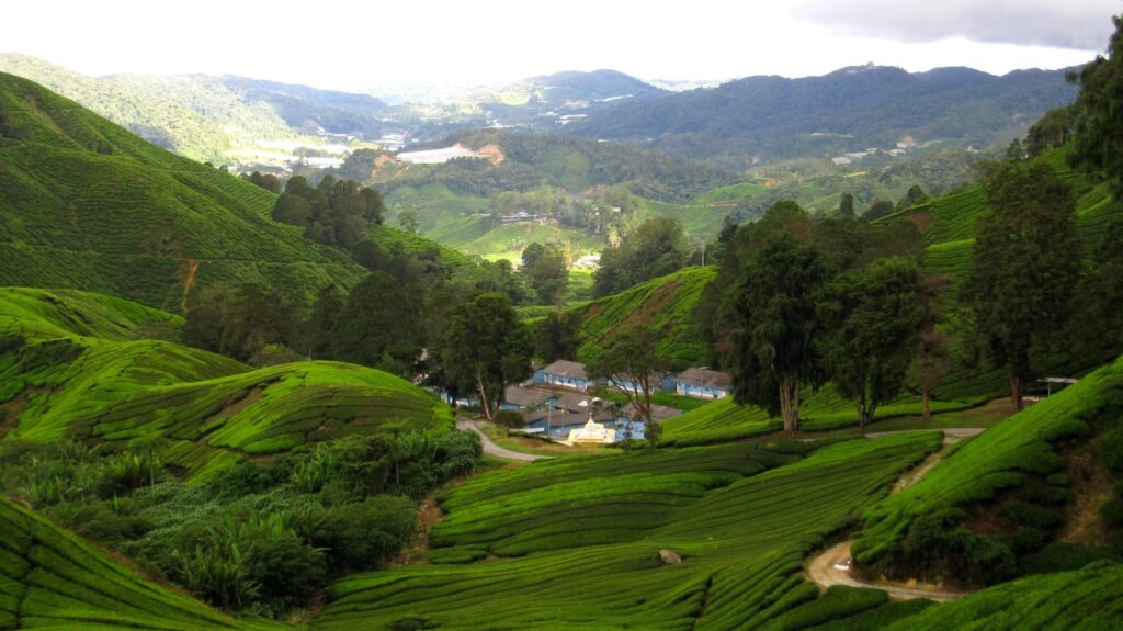  Cameron Highlands: Cool Escapes