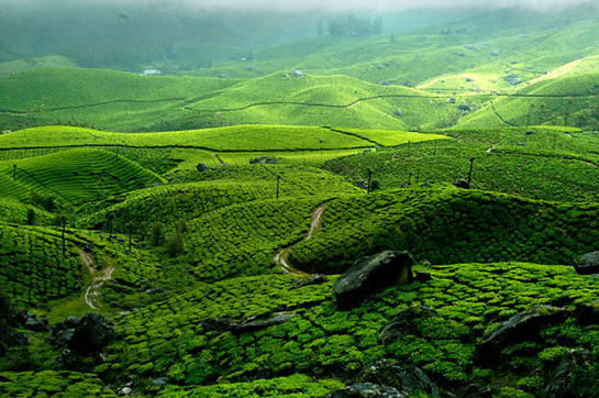  Ilam is a picturesque hill station