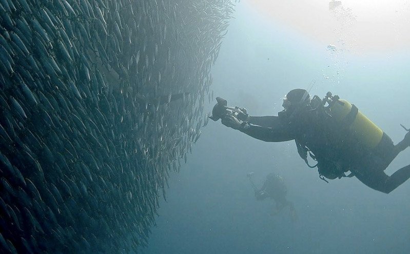 Sodwana Bay, South Africa: Wild Coast Reefs & Sardine Runs