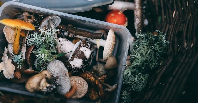 Mushroom foraging