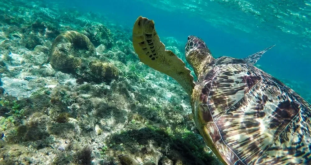Dauin/Apo Island, Philippines