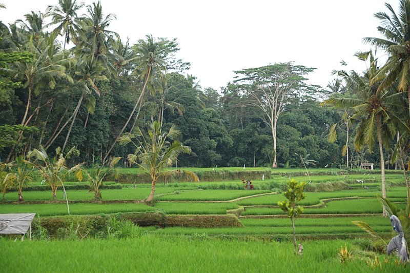 Anamaduwa - rice fields