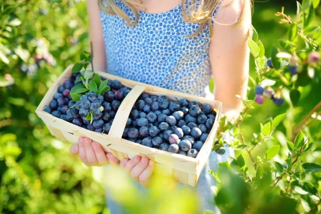 Berry picking