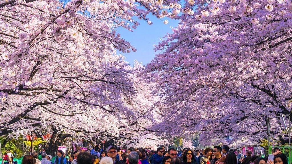 Hanami celebration