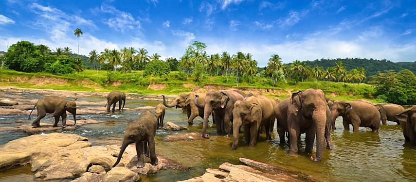 Yala National Park - Safari Adventures