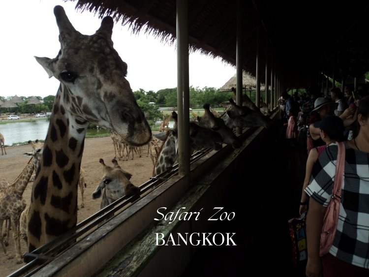 Safari World Zoo: As mentioned earlier