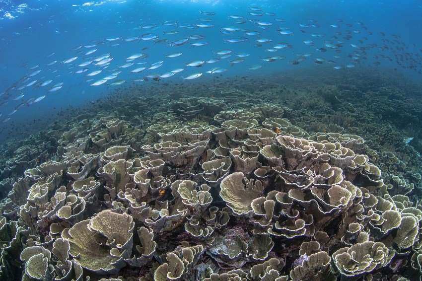 Raja Ampat, Indonesia: Diving into Underwater Paradises