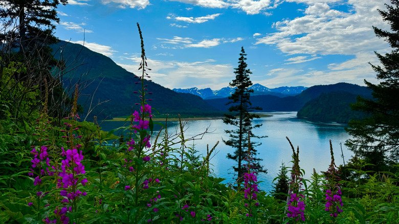 Alaska: Unparalleled nature and wildlife experiences.