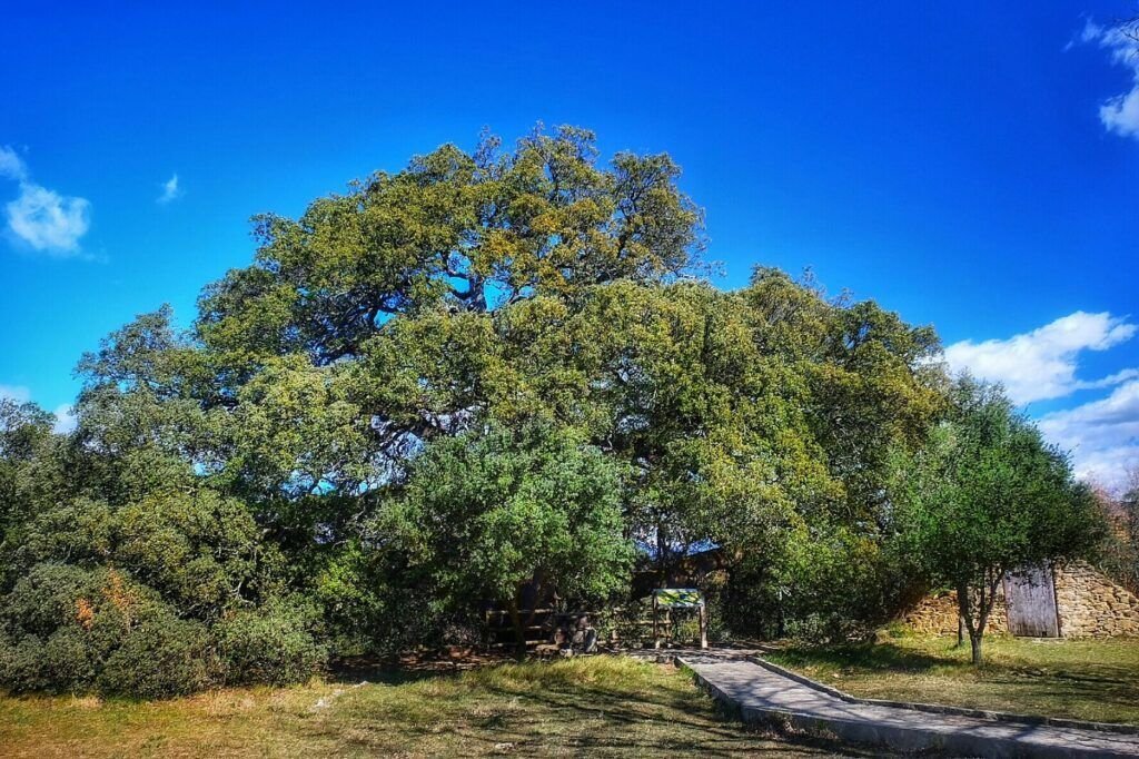 Ancient oak groves in Lithuania
