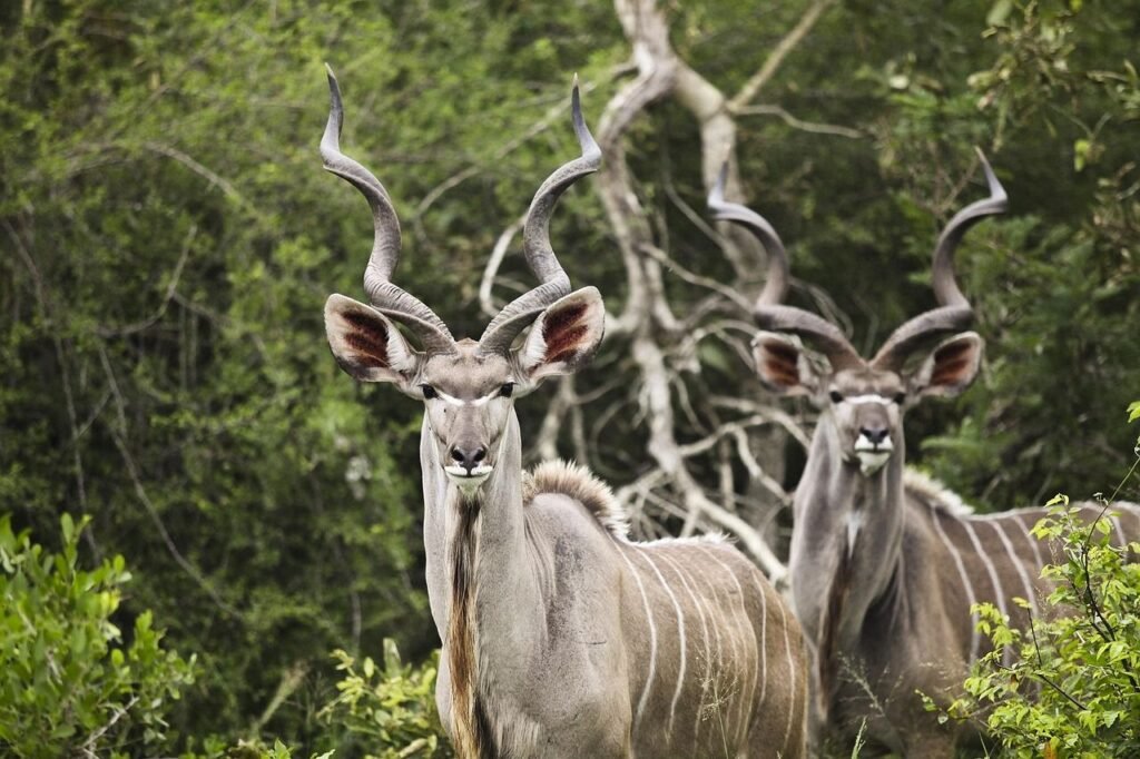  Kruger National Park-where trackers share bush lore