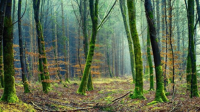 Vilnius and the Lithuanian Forests: Unique Destinations for Unforgettable Adventures and Explorations