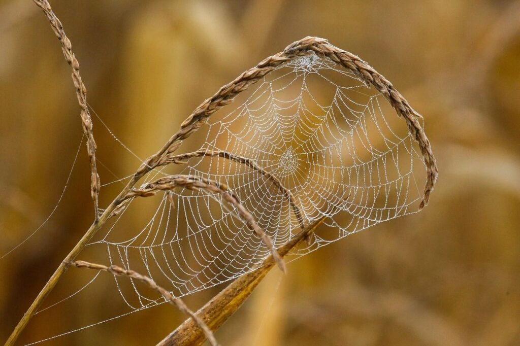 Most species of spiders are harmless to humans.