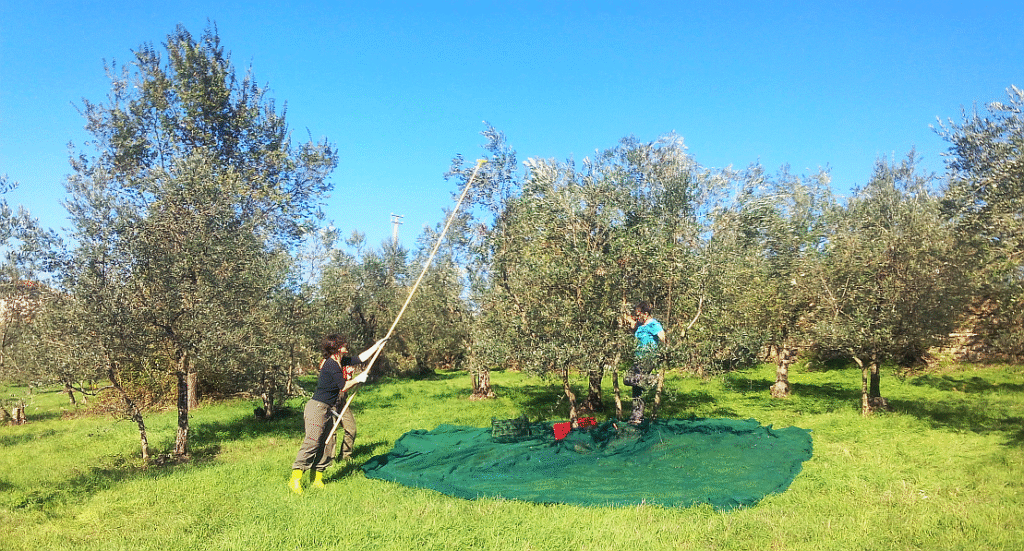 Tuscany,olive harvest