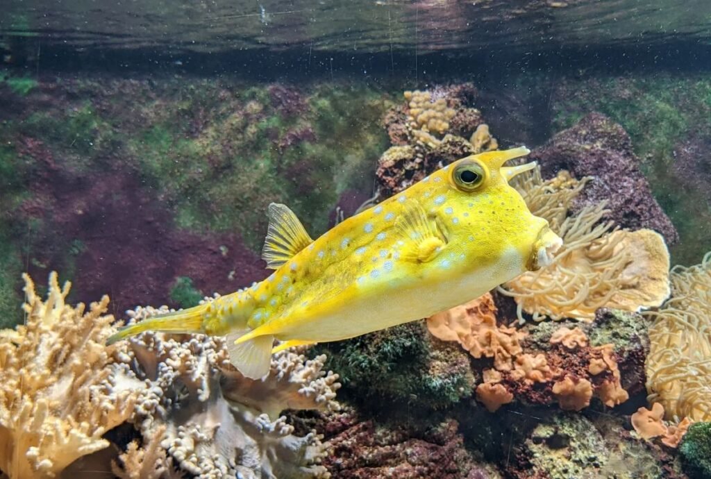 Palau-Ocean Guardian of the Pacific