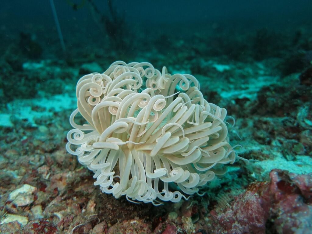  Philippines-Coral reef restoration