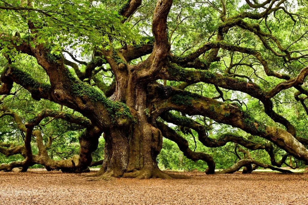 Lithuania has oak forests that are over 800 years old.
